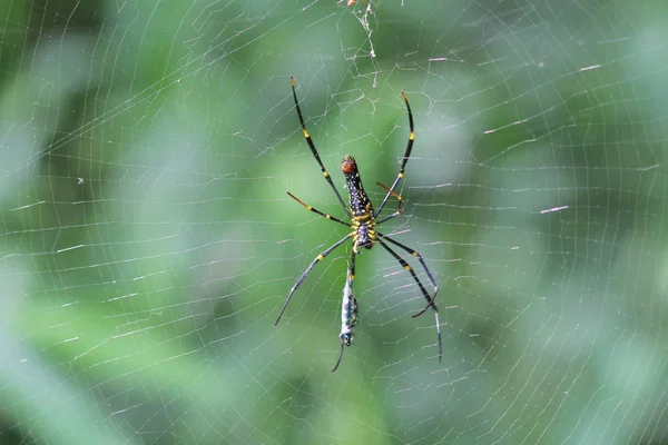 Pajęczyna z pająkiem oświetlonym światłem słonecznym — Zdjęcie stockowe