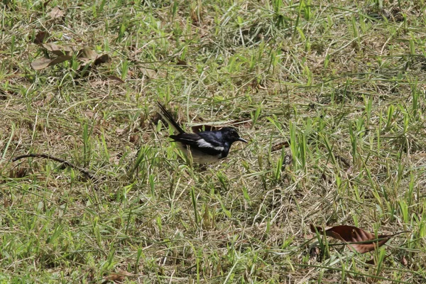 Dier van de stad fauna. met het gras — Stockfoto