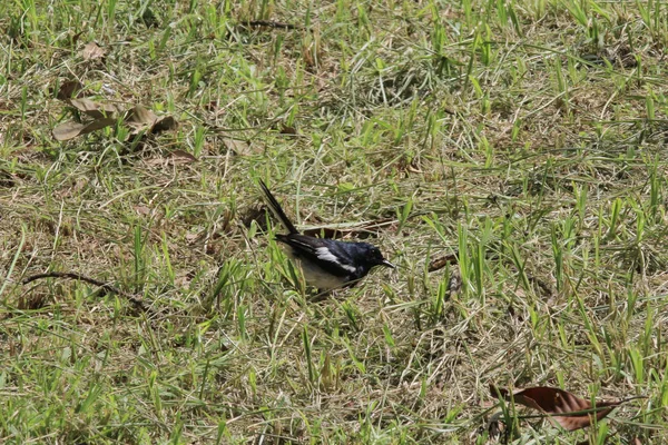 Dier van de stad fauna. met het gras — Stockfoto