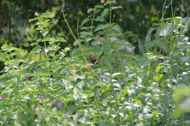 Doğada kelebek. Kelebek. HK 'de doğa