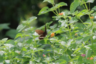 Doğada kelebek. Kelebek. HK 'de doğa
