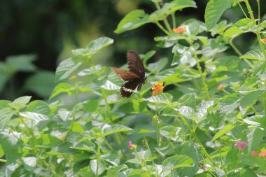 Doğada kelebek. Kelebek. HK 'de doğa