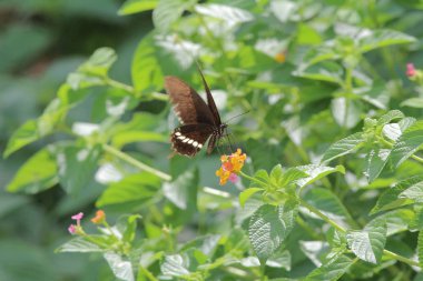 Doğada kelebek. Kelebek. HK 'de doğa
