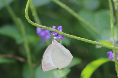 Doğada kelebek. Kelebek. HK 'de doğa