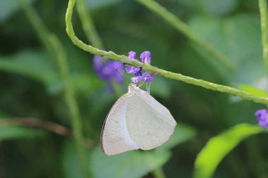 Doğada kelebek. Kelebek. HK 'de doğa