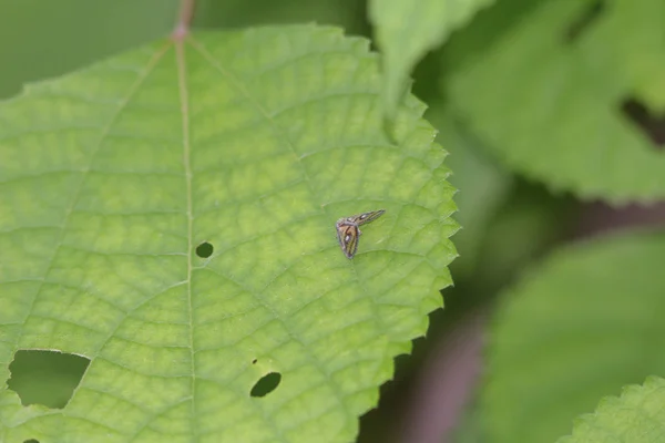 Μικρό έντομο-σκαθάρι πράσινο φύλλο σε φυσικό — Φωτογραφία Αρχείου