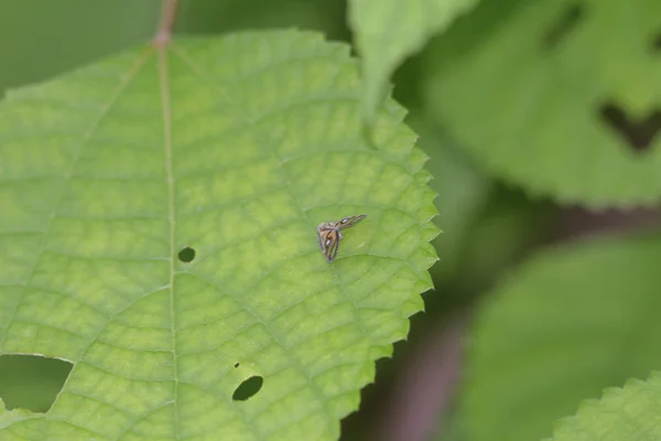Μικρό έντομο-σκαθάρι πράσινο φύλλο σε φυσικό — Φωτογραφία Αρχείου
