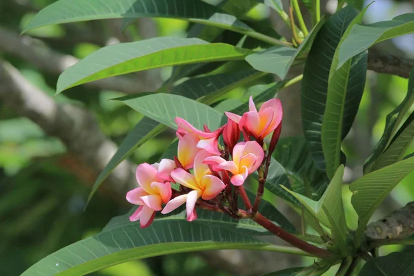 En natur tillbaka grund av blomma på hk — Stockfoto