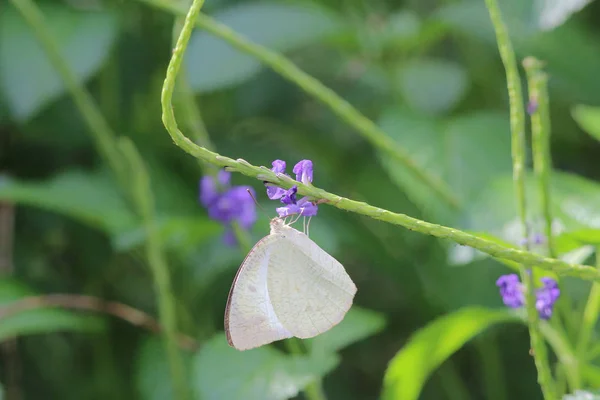 Mariposa en la naturaleza. Mariposa. Naturaleza en hk — Foto de Stock