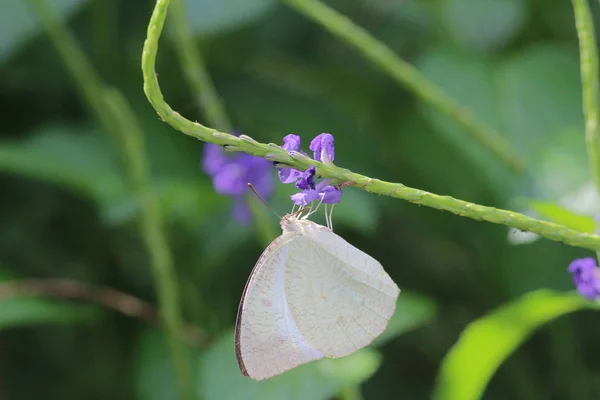 Butterfly di alam. Kupu-kupu. Nature at hk — Stok Foto