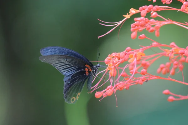 Butterfly in nature. Butterfly. Nature at hk — Stock Photo, Image