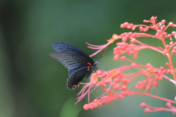 Mariposa en la naturaleza. Mariposa. Naturaleza en hk — Foto de Stock