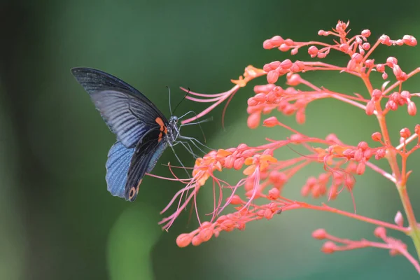 Butterfly in nature. Butterfly. Nature at hk — Stock Photo, Image