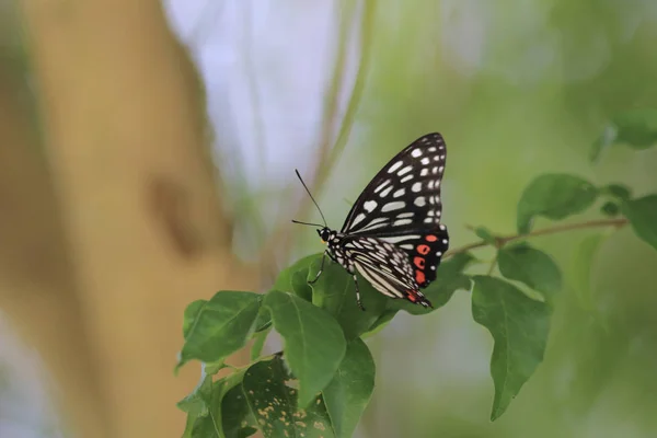 Butterfly i naturen. Fjäril. Natur på hk — Stockfoto