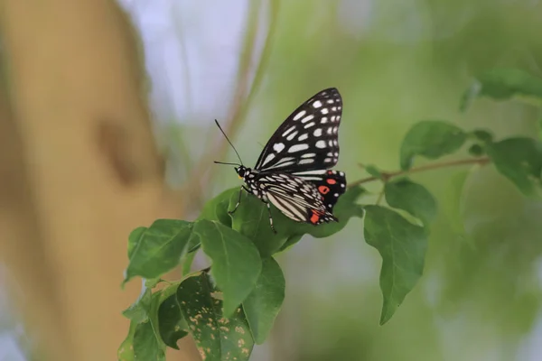 Doğada kelebek. Kelebek. HK 'de doğa — Stok fotoğraf