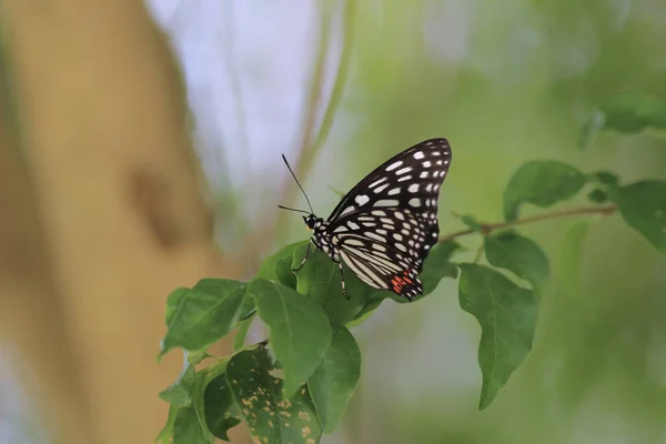 Butterfly i naturen. Fjäril. Natur på hk — Stockfoto