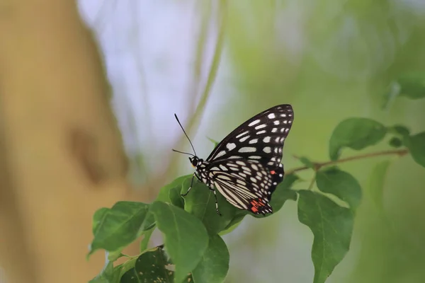 Vlinder in de natuur. Vlinder. Natuur bij HK — Stockfoto