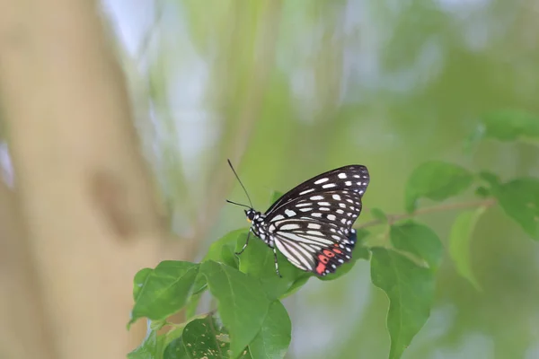 Butterfly i naturen. Fjäril. Natur på hk — Stockfoto