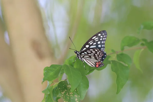 Butterfly i naturen. Fjäril. Natur på hk — Stockfoto