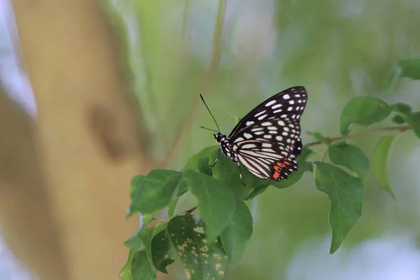 Mariposa en la naturaleza. Mariposa. Naturaleza en hk —  Fotos de Stock