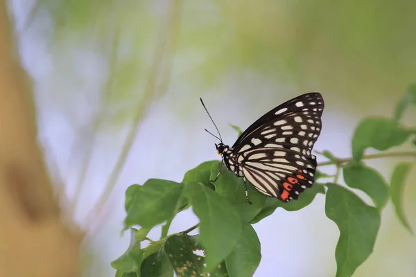 Schmetterling in der Natur. Schmetterling. Natur bei hk — Stockfoto