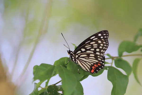 Butterfly i naturen. Fjäril. Natur på hk — Stockfoto
