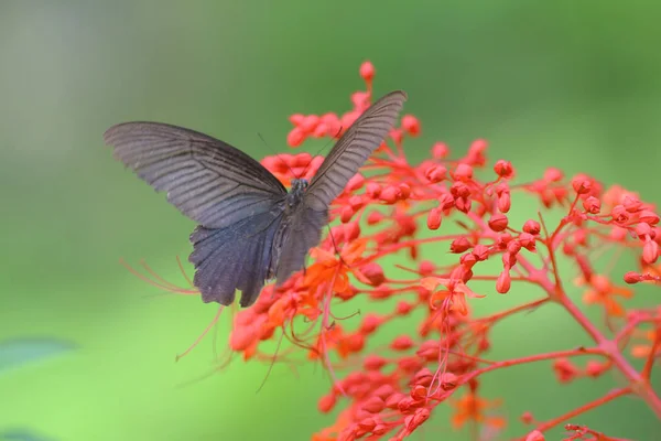 Butterfly in nature. Butterfly. Nature at hk — Stock Photo, Image