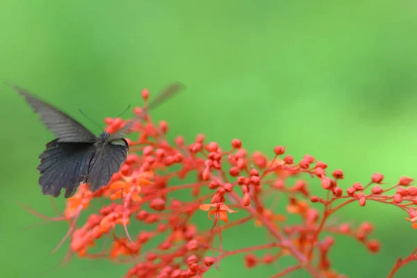 Doğada kelebek. Kelebek. HK 'de doğa — Stok fotoğraf