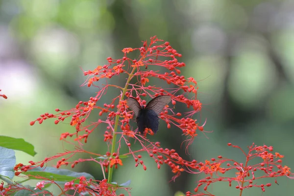 Papillon dans la nature. Papillon. La nature chez hk — Photo