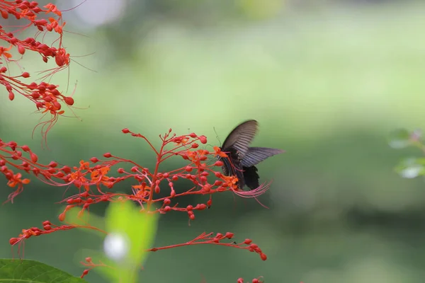 蝴蝶在自然界。蝴蝶。自然在香港 — 图库照片