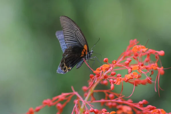 Butterfly in nature. Butterfly. Nature at hk — Stock Photo, Image