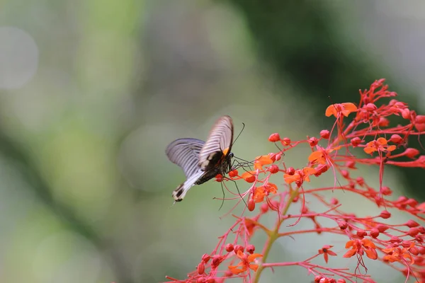 Butterfly in nature. Butterfly. Nature at hk — Stock Photo, Image