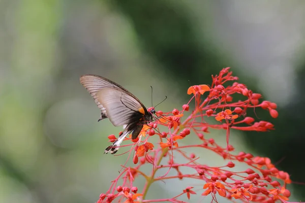 Doğada kelebek böcek. Doğa böcek kelebek — Stok fotoğraf