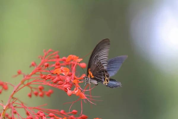 Motyl owadów w przyrodzie. Natura owad motyl — Zdjęcie stockowe