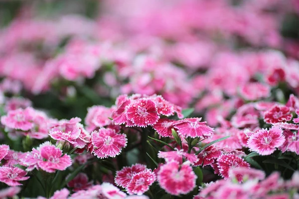 Maiden pink Flashing lights Dianthus deltoides Flashing