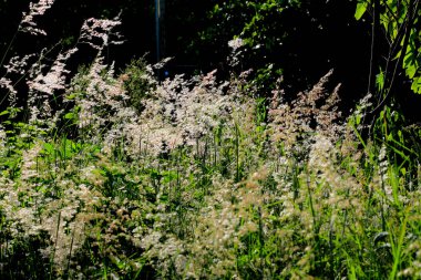 Çim çim, Çiçek çim alan çim arka zemin 