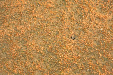  Kumlu plaj turuncu renk, Ha Pak Nai vardır