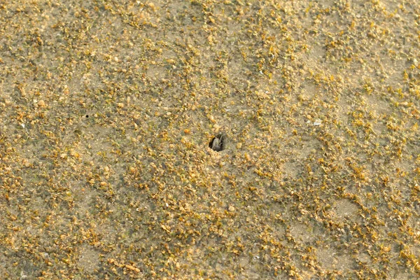 ha pak nai nehrinin lanscape