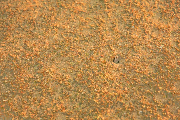  Kumlu plaj turuncu renk, Ha Pak Nai vardır