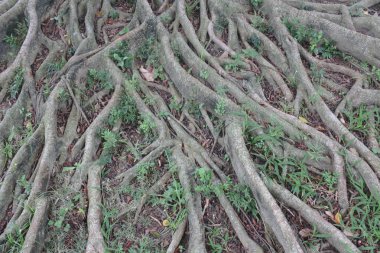 Ağacın kökü 14 Nisan 2019