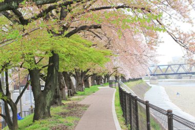 kiraz çiçekleri sakura