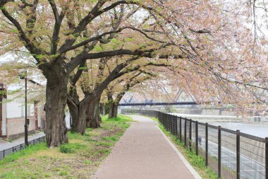 kiraz çiçekleri sakura
