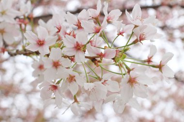 kiraz çiçekleri sakura