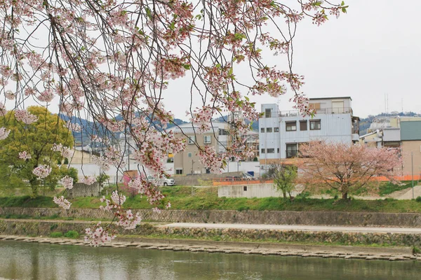 Sakura άνθη κερασιάς — Φωτογραφία Αρχείου