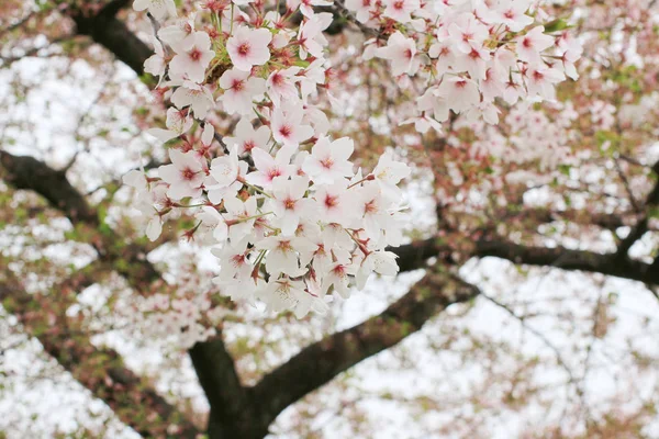 Třešňové květy sakura — Stock fotografie