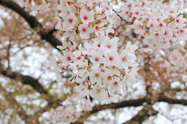 Cherry Blossoms SAKURA — Stock Photo, Image