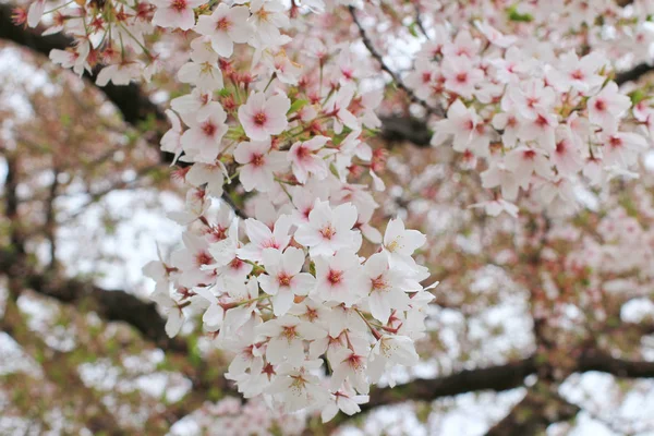 Flores de cerejeira sakura — Fotografia de Stock