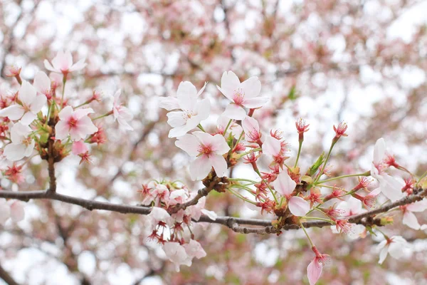 Kwiaty wiśni sakura — Zdjęcie stockowe