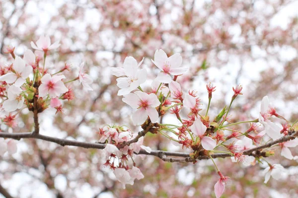 Třešňové květy sakura — Stock fotografie