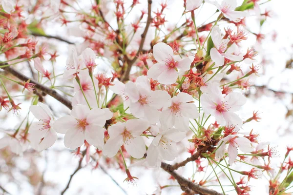 樱花樱花 — 图库照片